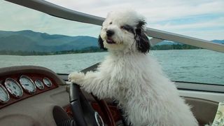 dog on a boat