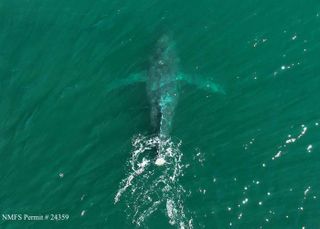 Aerial image of the humpback whale swimming, missing its tail fluke.