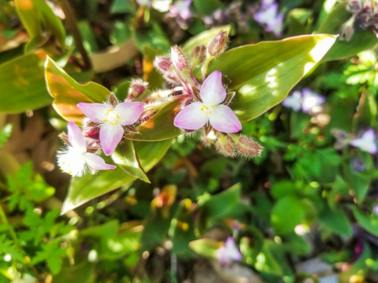 Inch Plant Weeds