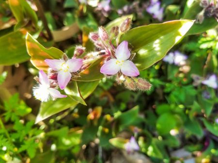 Inch Plant Weeds