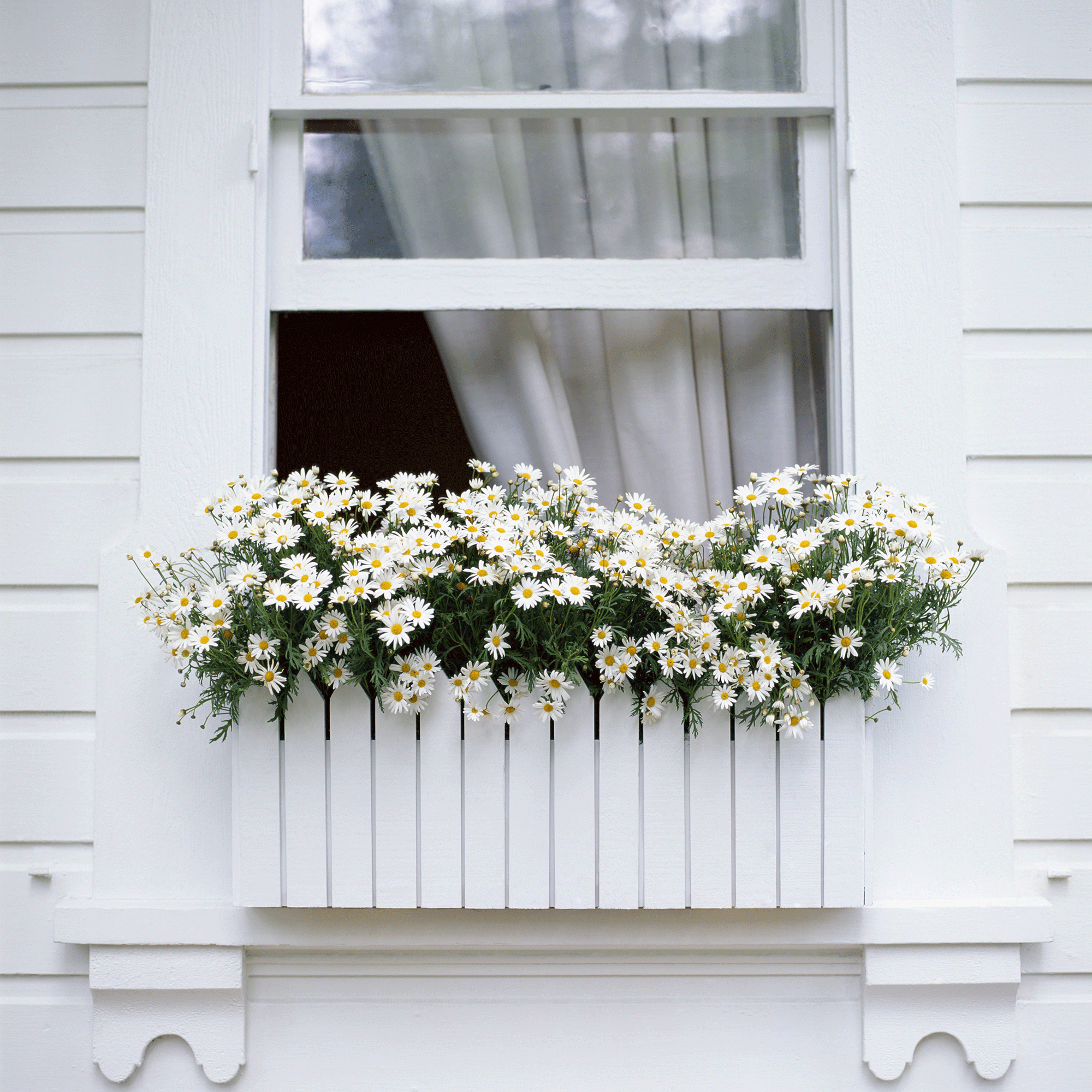 Window box with daisies
