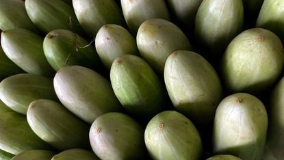 Pale green cucumbers