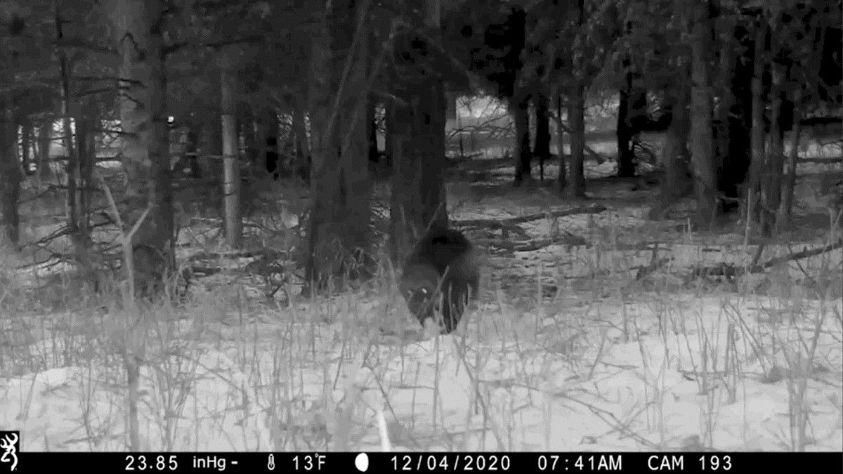 wolverine caught on camera