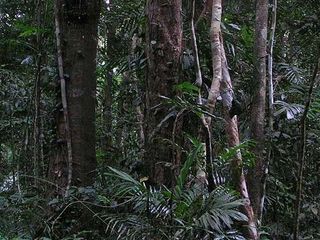 Could the rainforest hold the key to harmless fuel?