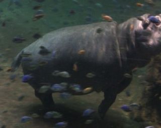 Sometimes, the hippos would thrust upwards towards the water surface using both hind feet placed firmly apart.