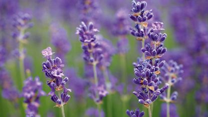 one of the best low maintenance plants is lavender