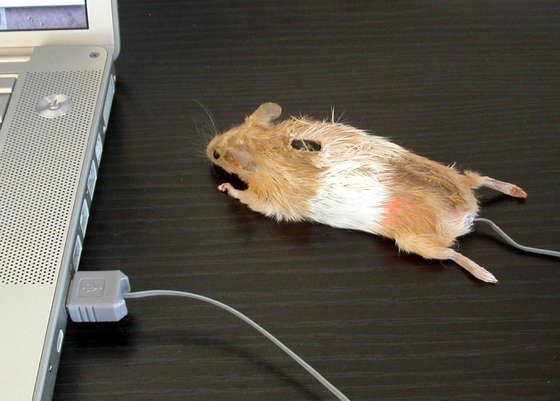 20 Mice That Shock And Awe (But Mostly Shock) | Tom's Hardware