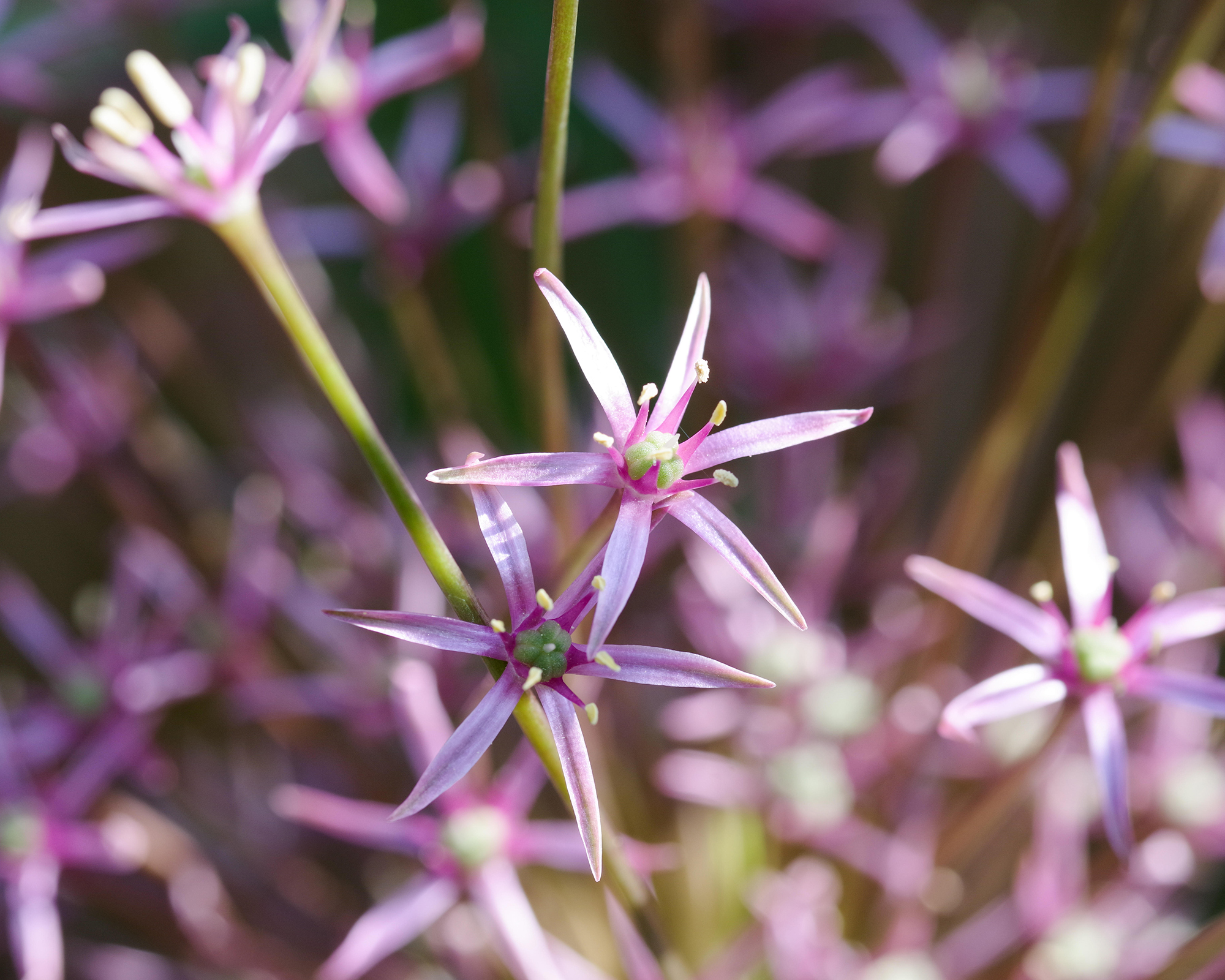 Beautiful allium schubertii in flower