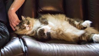 Ragamuffin cat lying stretched out