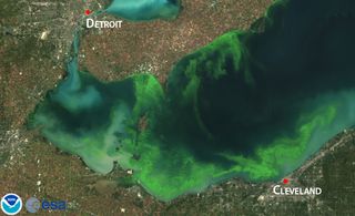 Lake Erie algae