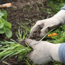 Gloved hands pulling weeds