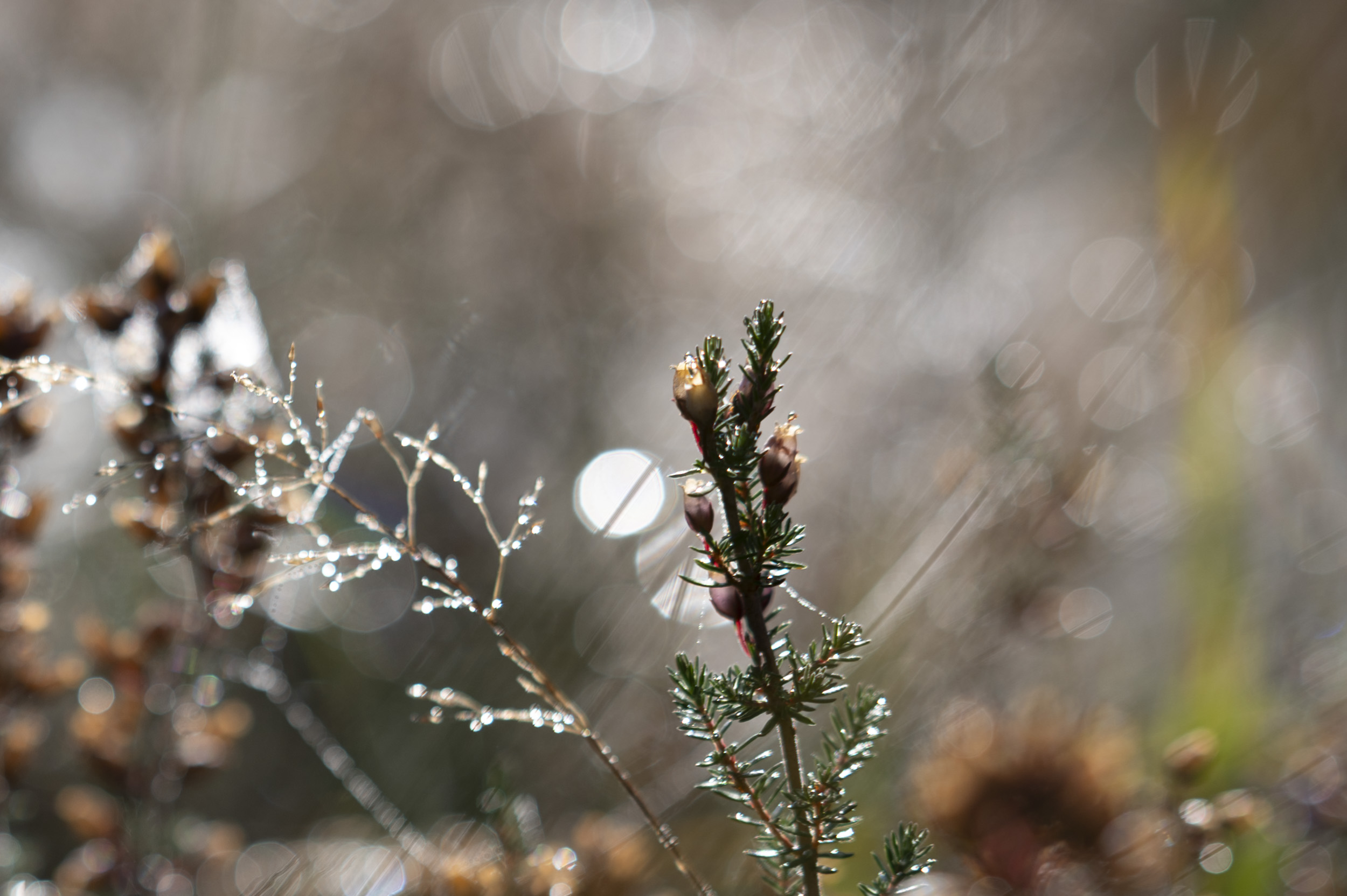 Backlit heather and dew-covered grass, taken with the Nikon Z 50mm f/1.4 at its various apertures