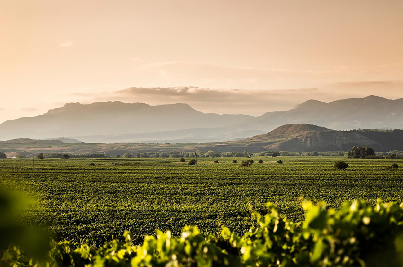 Rioja 2021 vintage