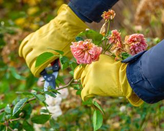 Gardener prunes roses in the fall