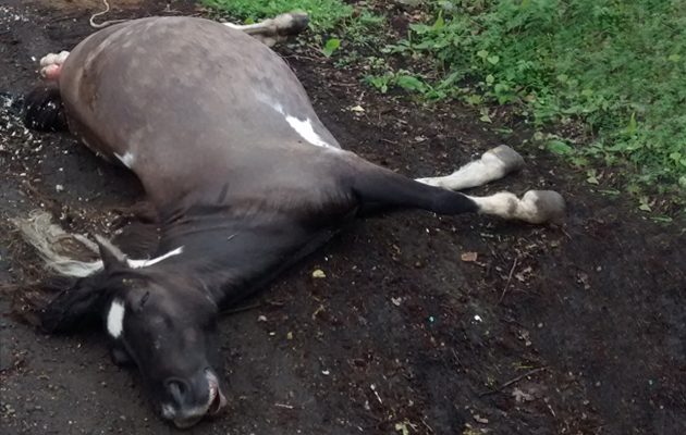 dumped pregnant mare