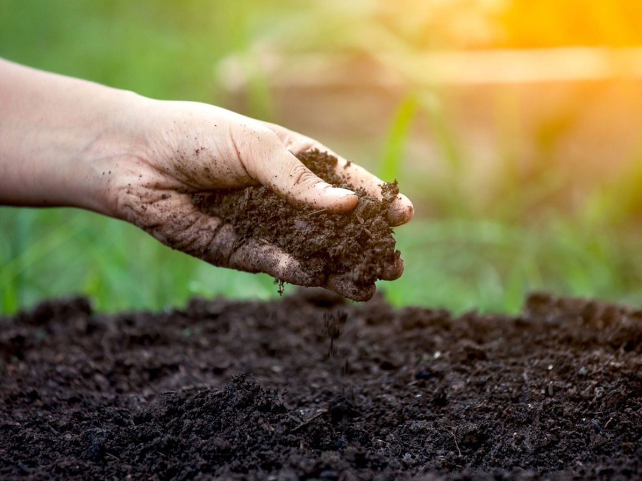 Hand Holding Garden Soil