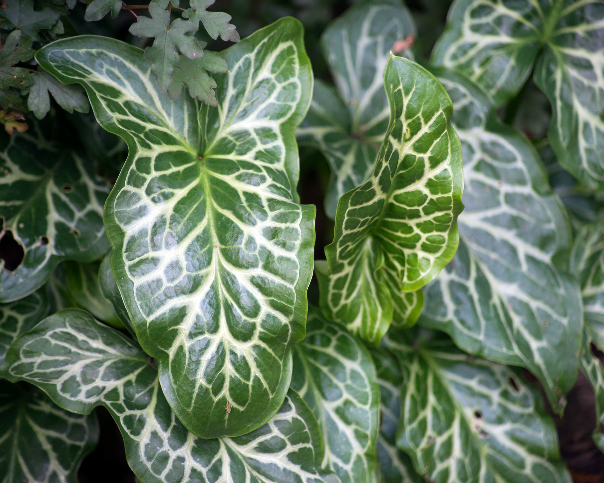 Closeup of Italian arum leaves