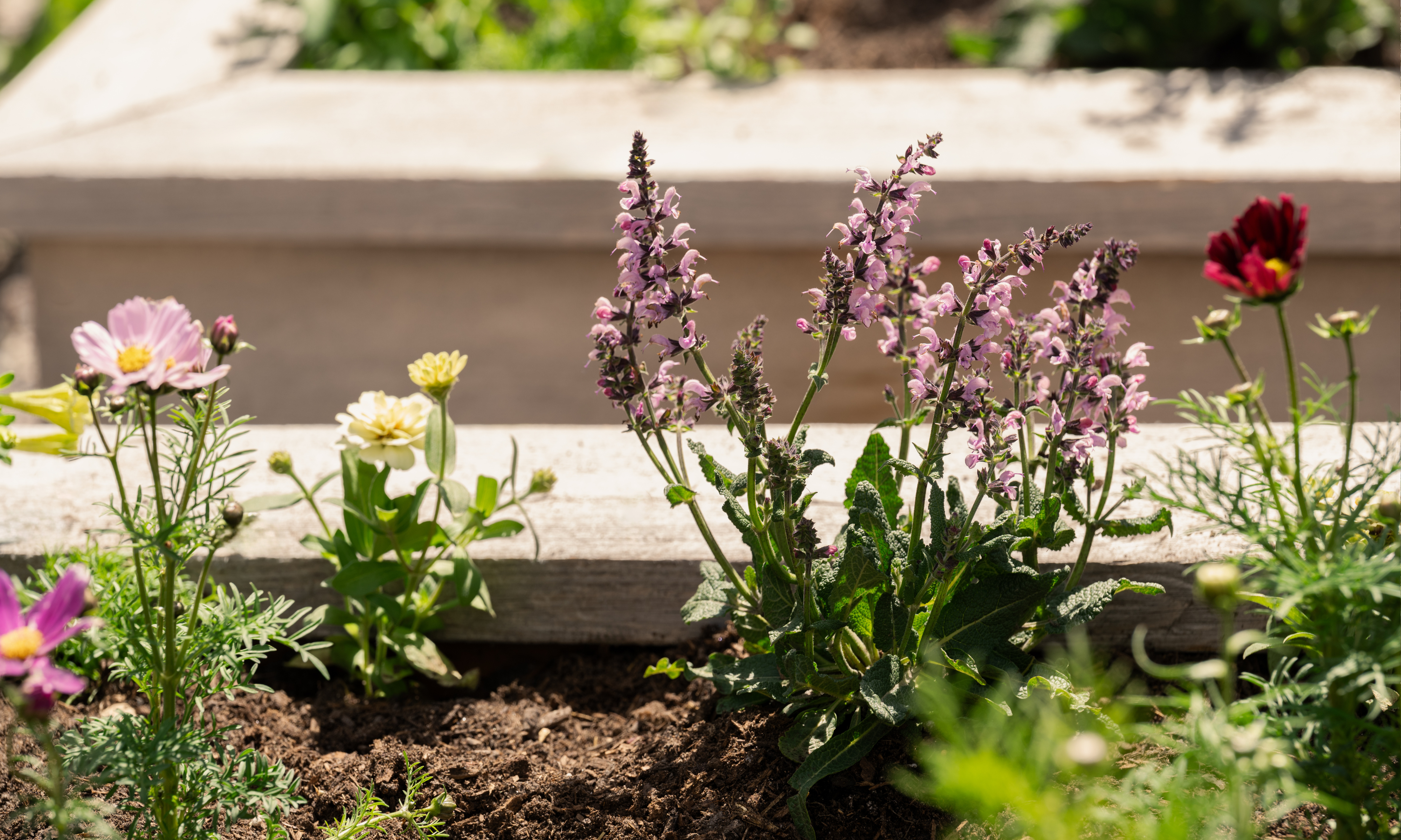 Young cosmos and salvia plants in a raised bed