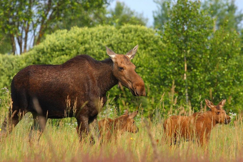 Moose in Chernobyl