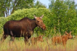 A moose and its calves grazing inside the zone.