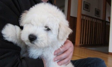 Beast, the two-month-old Puli Hungarian Sheepdog, already has more than 25,000 Facebook friends that include his famous parents Mark Zuckerberg and his girlfriend, Priscilla Chan.