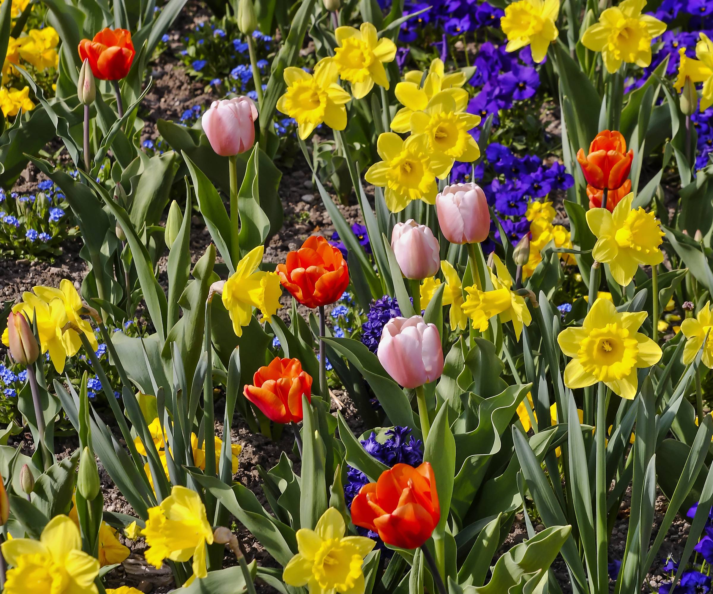 Daffodils, tulips, and other spring flowers growing interspersed