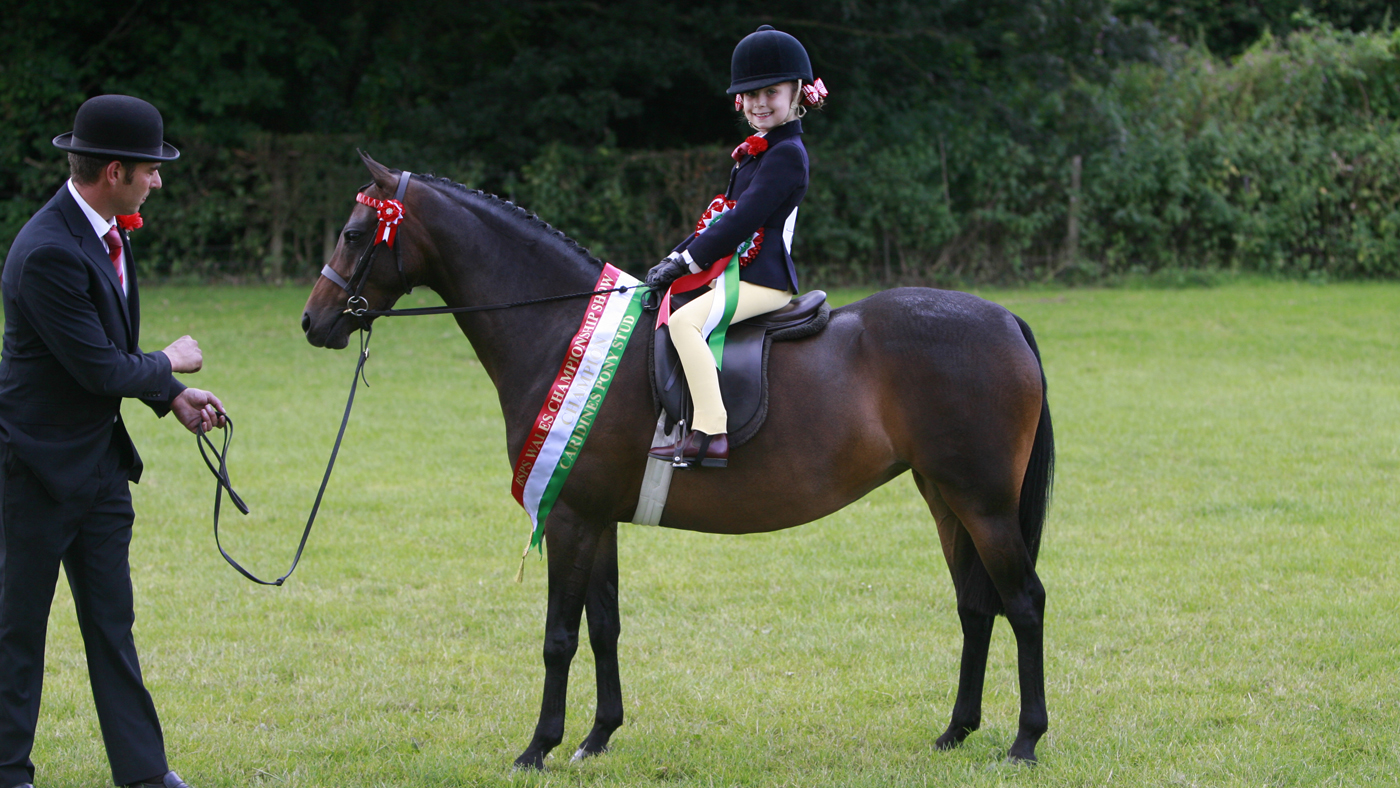 A champion show pony, lead-rein