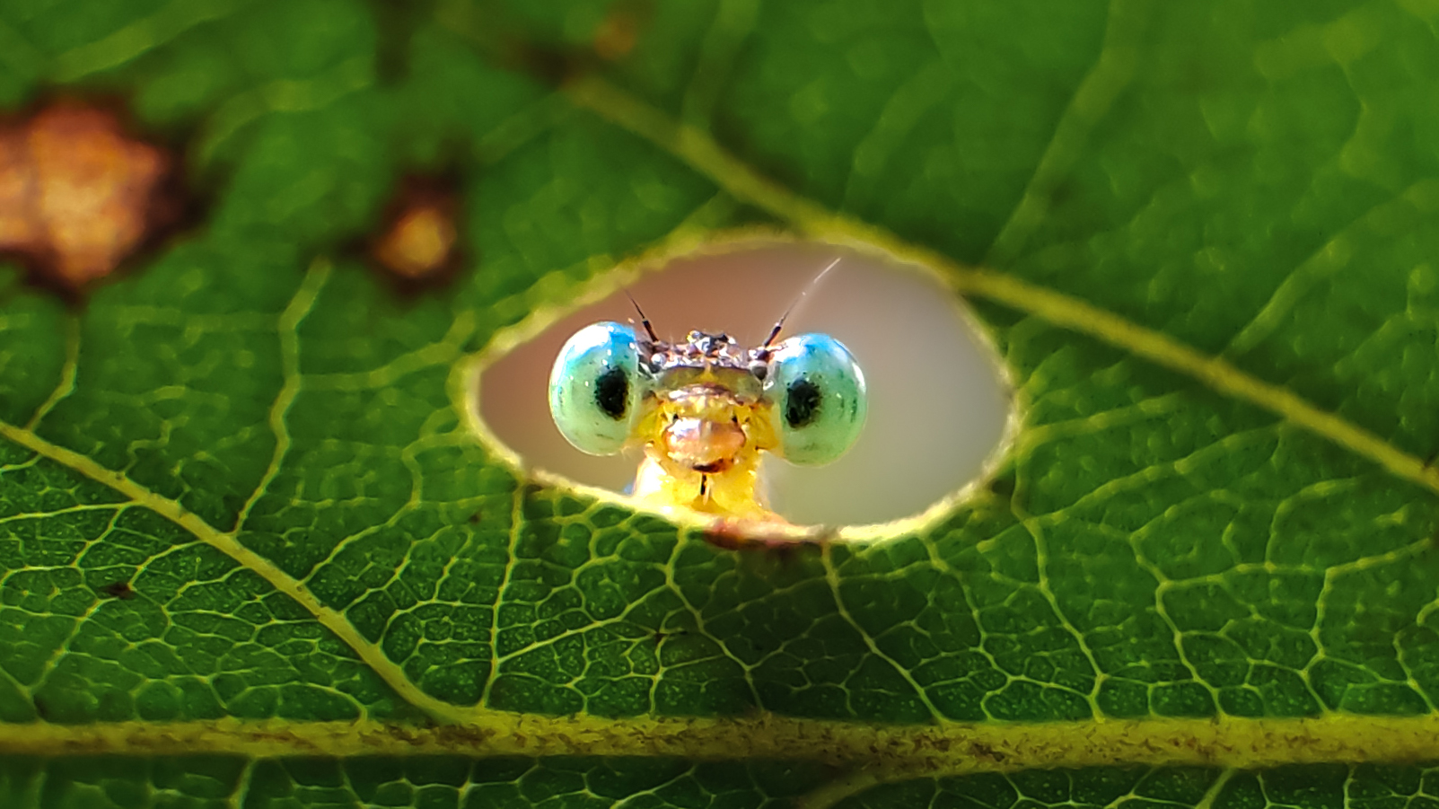 Close-up of a damselflys head peering through a hole in a vibrant green leaf, showcasing its large, intricate eyes - stock photo