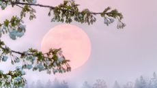 The full pink moon rises behind cherry blossoms.