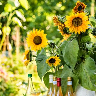 A bunch of sunflowers in a vase on a garden table