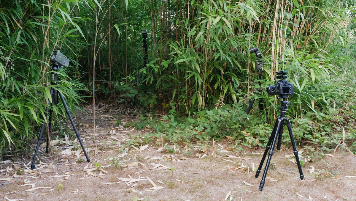 Camtraptions Camera Trap device on a tripod alongside a Nikon DSLR on a tripod, plus two flashguns on tripods, all of which are nestled in and around bamboo foliage