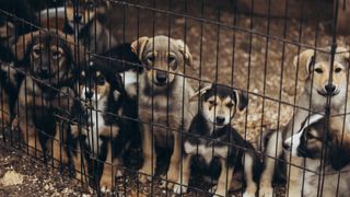 Many puppies at animal shelter