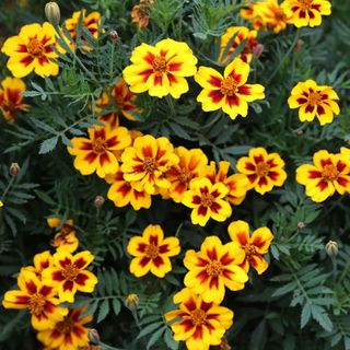 Crocus Tagetes patula 'Naughty Marietta' flowers