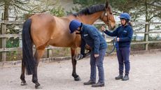 VetPartners-safety-hat-campaign-for-equine-teams-2.jpg
