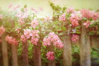 A pink clematis rambling through a wood fence