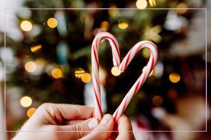 Two candy canes in the shape of a heart with a Christmas tree in the background