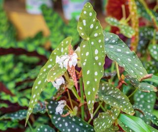 Angel wings begonia