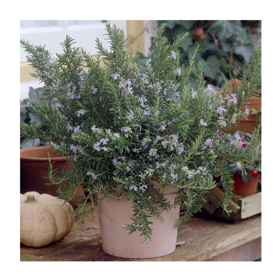 5 outdoor plants to bring indoors in November to 'overwinter' Livingetc
