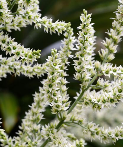 Bog plants: 15 moisture-loving plants for damp areas | Gardeningetc