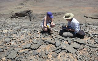 Fieldwork conducted in Namibia for a prior study provided valuable clues about early animal evolution.