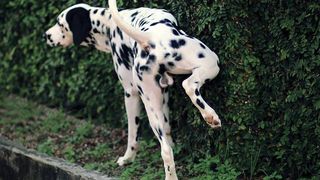 dog peeing on plants