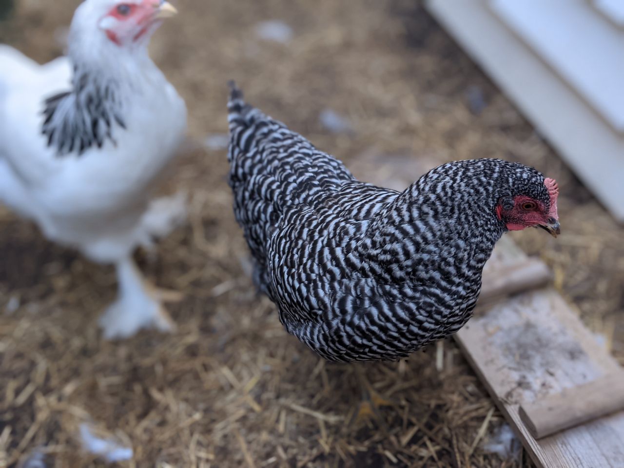 Pixel 5a camera samples