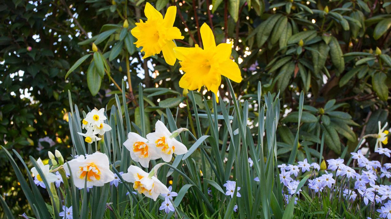 two types of daffodil growing in a spring garden border