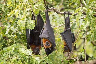 Flying fox bats hanging upside down.