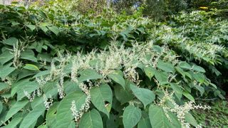 Japanese knotweed in the summer