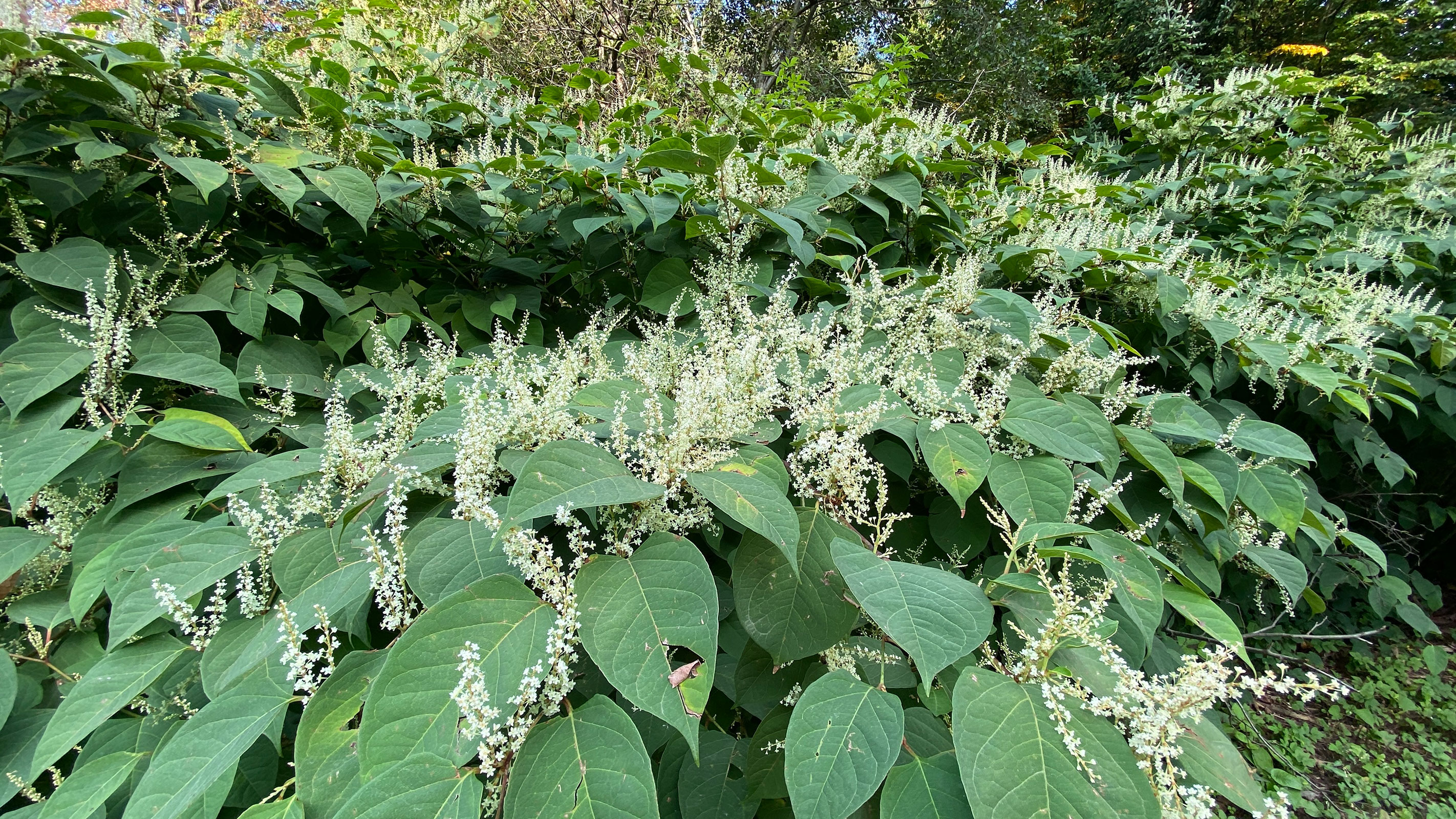 Japanese Knotweed Identification Do You Know How To Spot This Plant In 