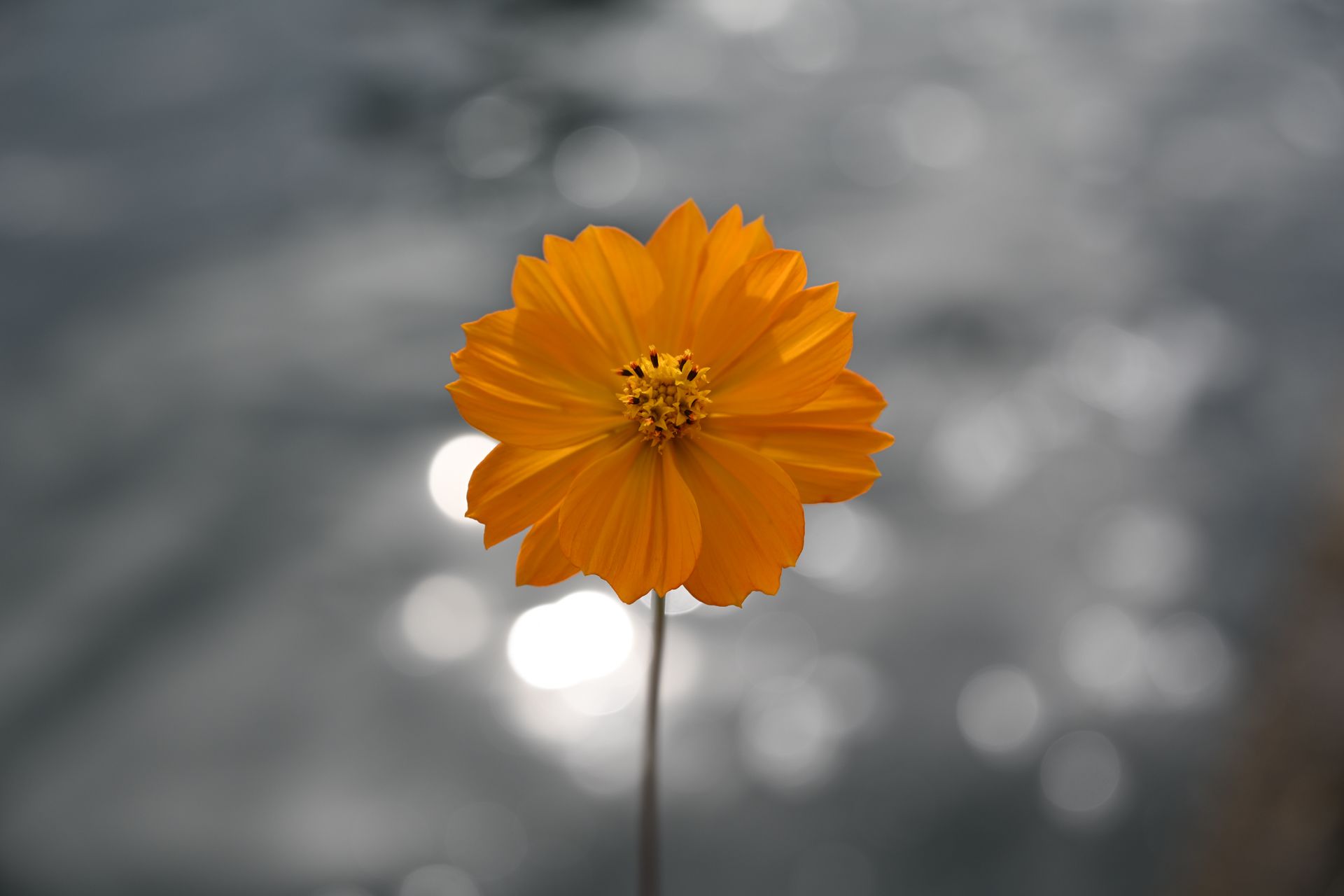 Nikon Z 24-105mm f/4-7.1 sample image