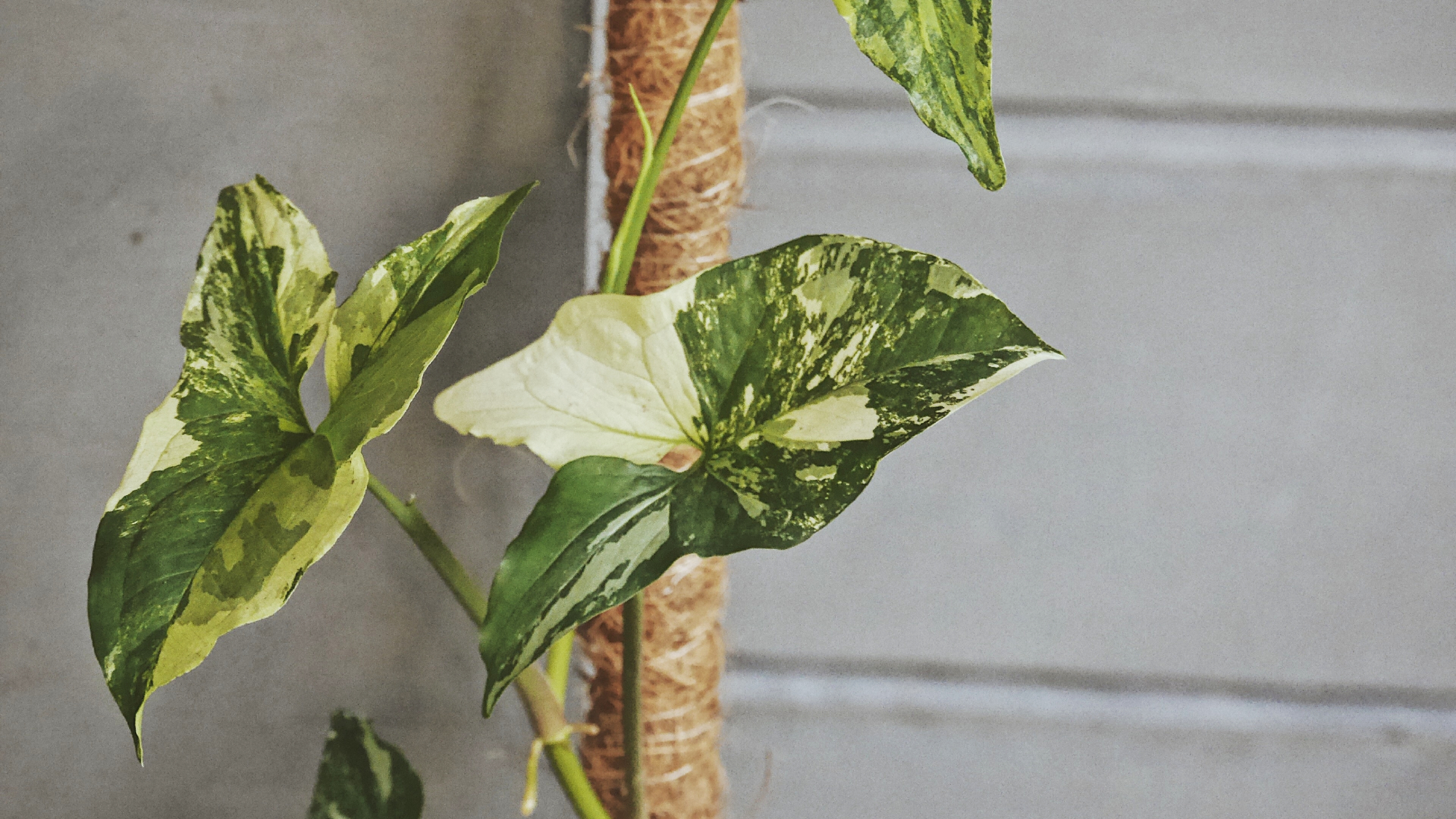 Variegated philodendron climbing a moss pole