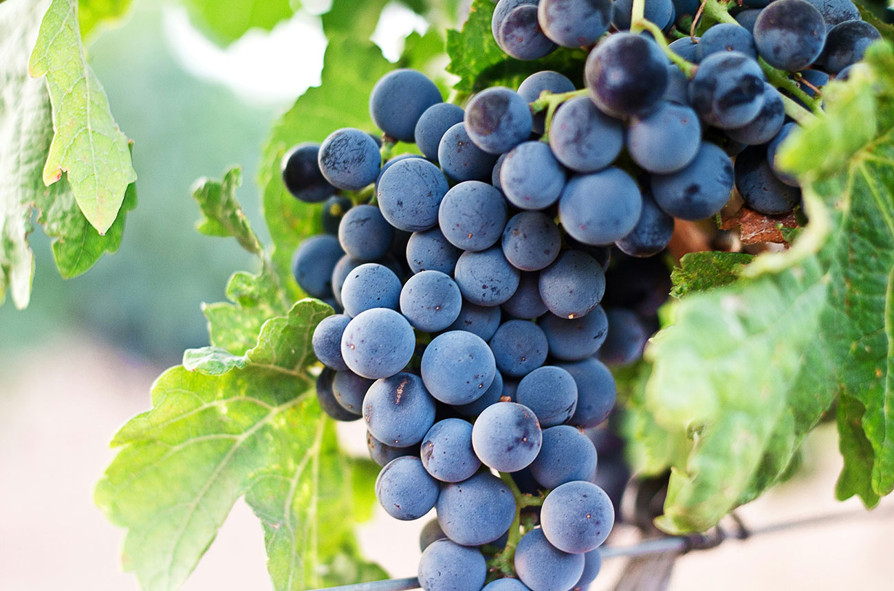 wine grapes