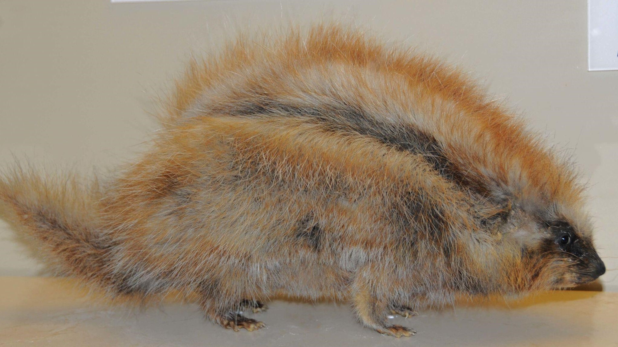 a taxidermy crested rat from the side with its face pointing to the right